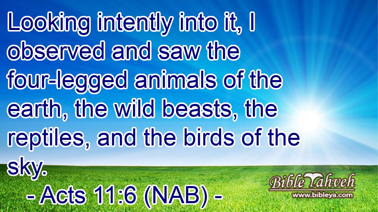  Looking intently into it, I observed and saw the four-legged animals of the earth, the wild beasts, the reptiles, and the birds of the sky.
