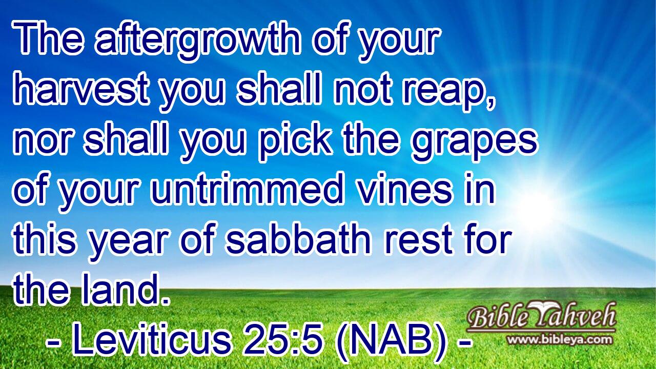  The aftergrowth of your harvest you shall not reap, nor shall you pick the grapes of your untrimmed vines in this year of sabbath rest for the land.
