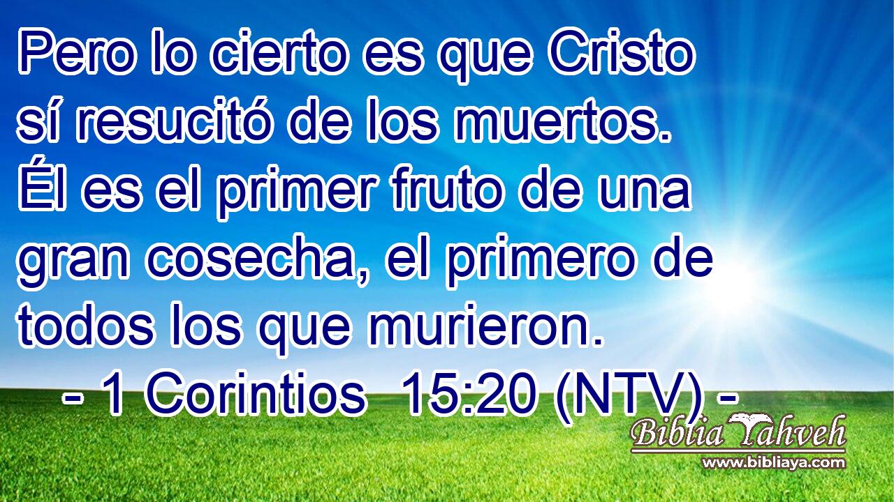 Pero lo cierto es que Cristo sí resucitó de los muertos. Él es el primer fruto de una gran cosecha, el primero de todos los que murieron.