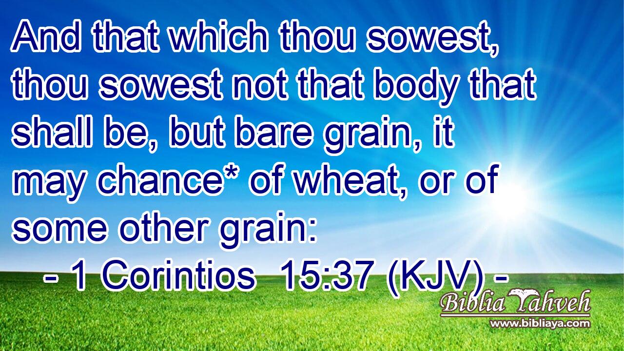 And that which thou sowest, thou sowest not that body that shall be, but bare grain, it may chance* of wheat, or of some other grain: