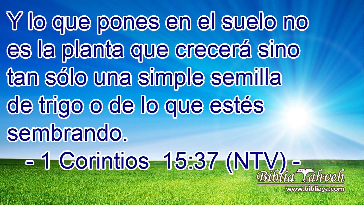 Y lo que pones en el suelo no es la planta que crecerá sino tan sólo una simple semilla de trigo o de lo que estés sembrando.