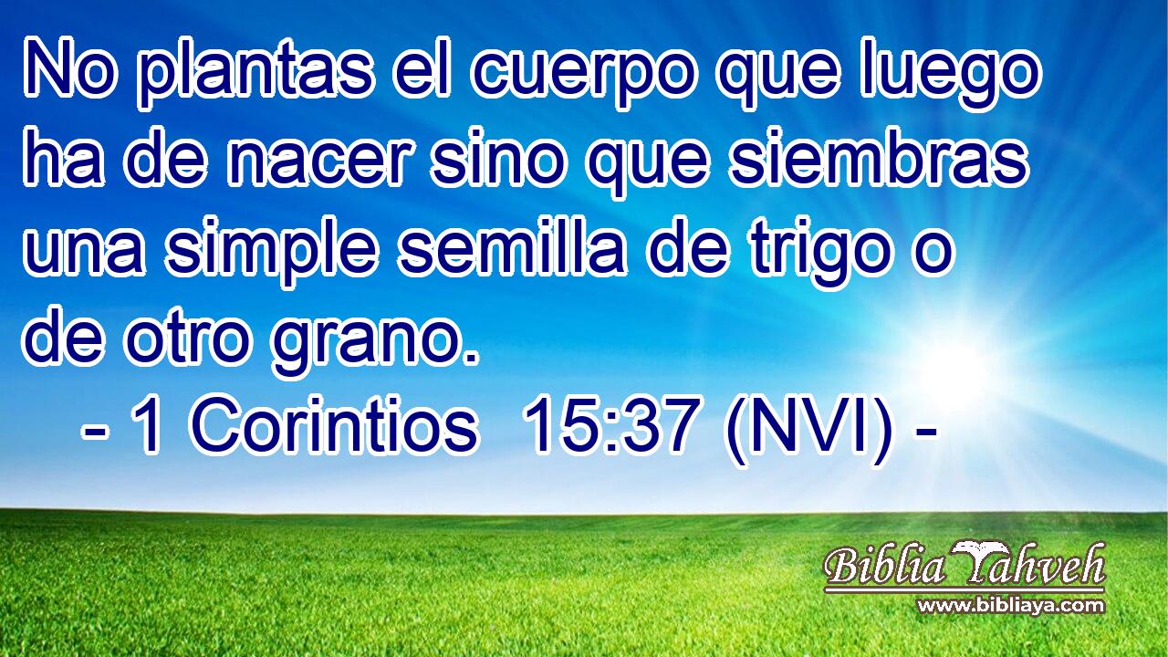  No plantas el cuerpo que luego ha de nacer sino que siembras una simple semilla de trigo o de otro grano. 