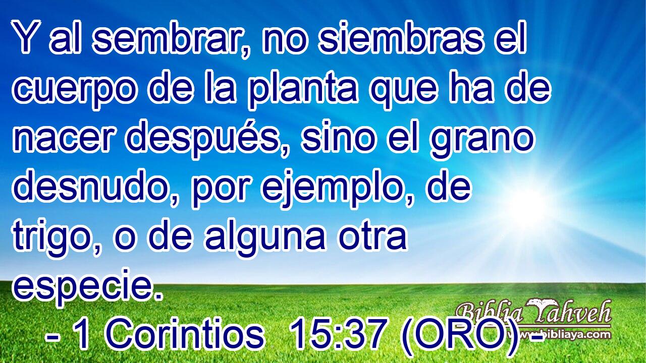  Y al sembrar, no siembras el cuerpo de la planta que ha de nacer después, sino el grano desnudo, por ejemplo, de trigo, o de alguna otra especie. 
