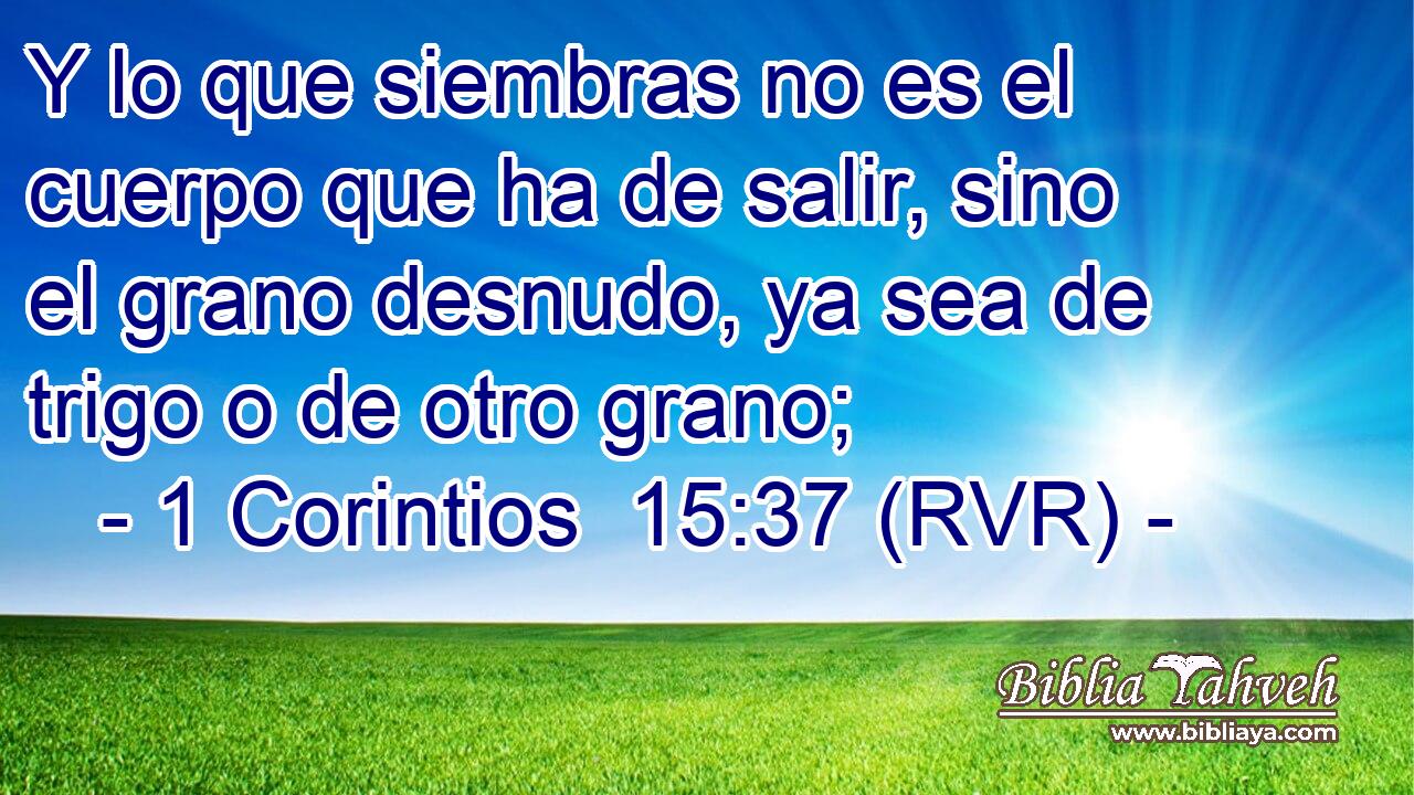 Y lo que siembras no es el cuerpo que ha de salir, sino el grano desnudo, ya sea de trigo o de otro grano;