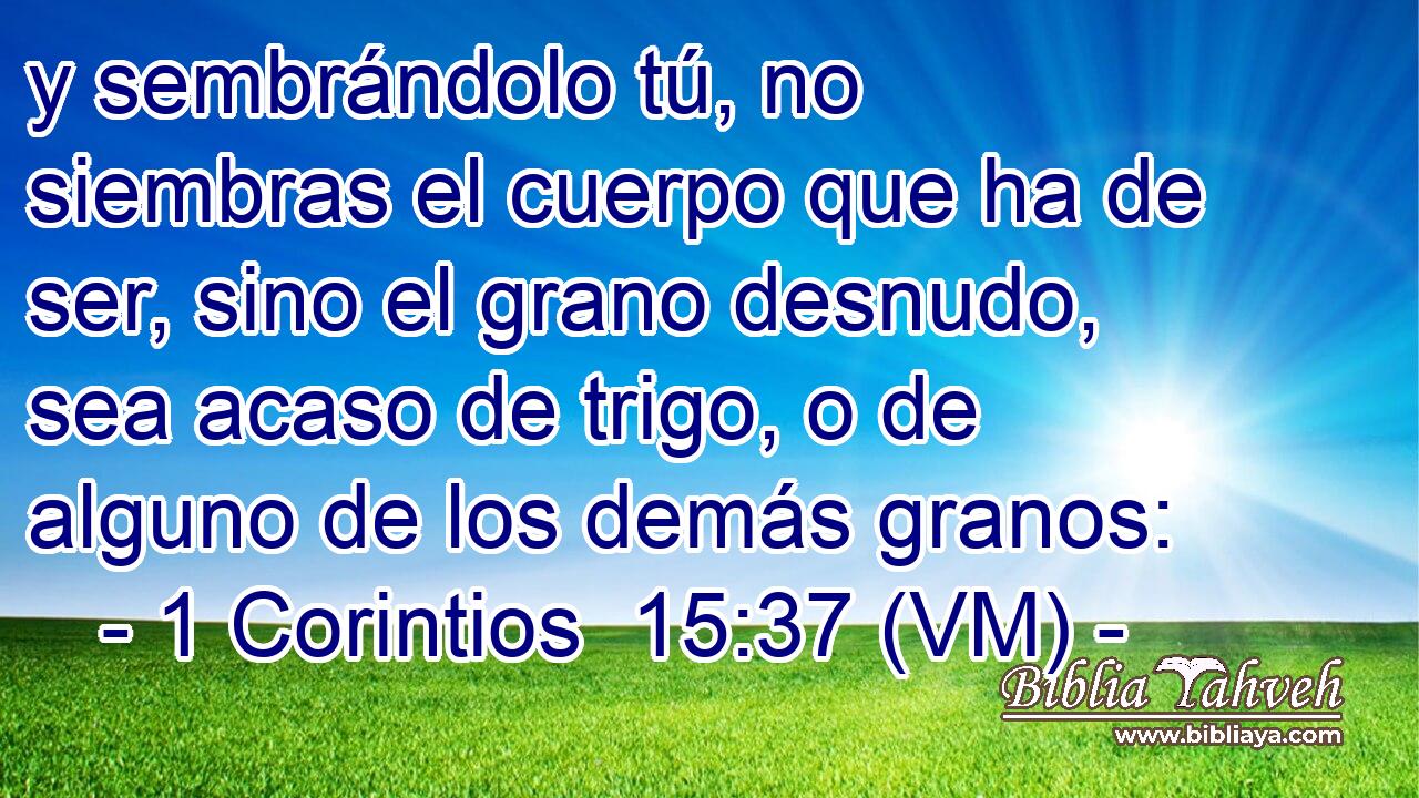  y sembrándolo tú, no siembras el cuerpo que ha de ser, sino el grano desnudo, sea acaso de trigo, o de alguno de los demás granos: 