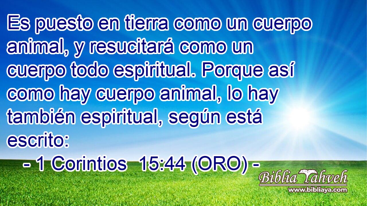  Es puesto en tierra como un cuerpo animal, y resucitará como un cuerpo todo espiritual. Porque así como hay cuerpo animal, lo hay también espiritual, según está escrito: 