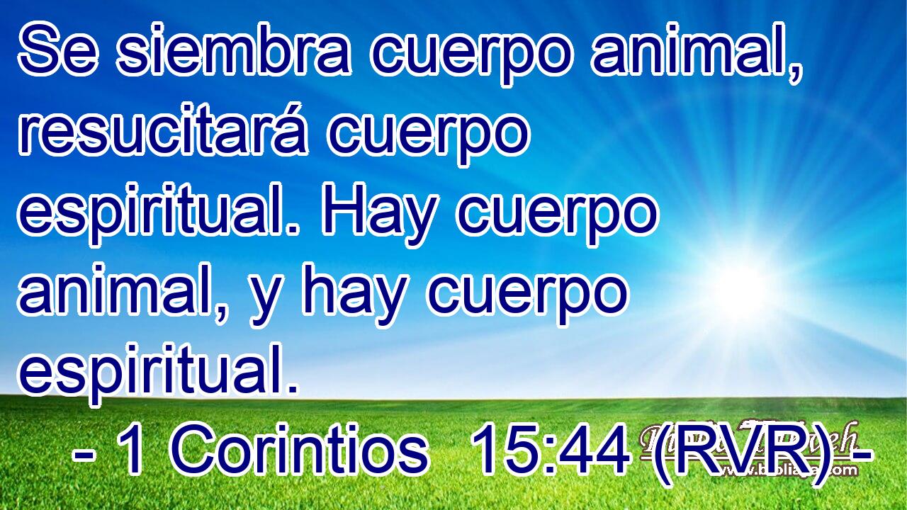 Se siembra cuerpo animal, resucitará cuerpo espiritual. Hay cuerpo animal, y hay cuerpo espiritual.