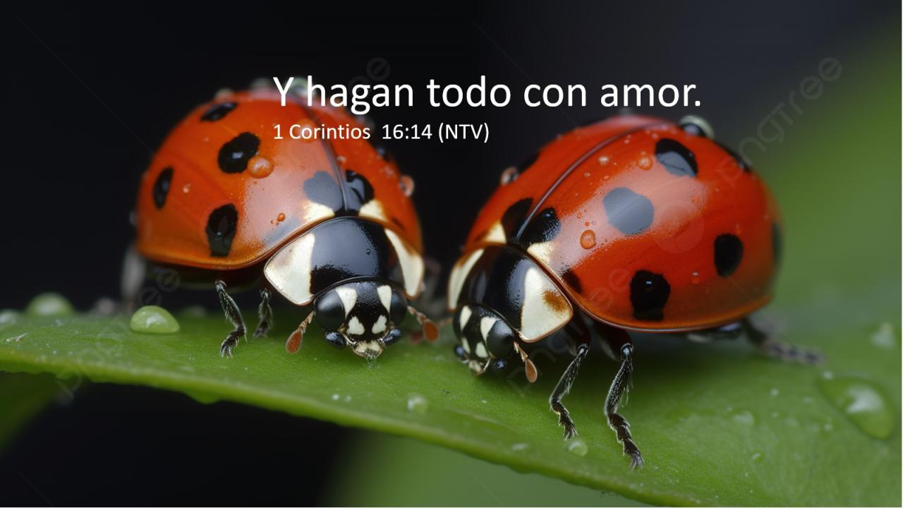 Y hagan todo con amor.