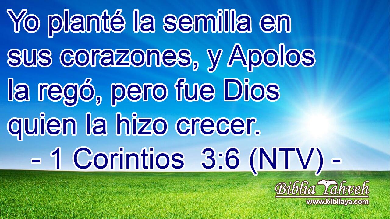 Yo planté la semilla en sus corazones, y Apolos la regó, pero fue Dios quien la hizo crecer.