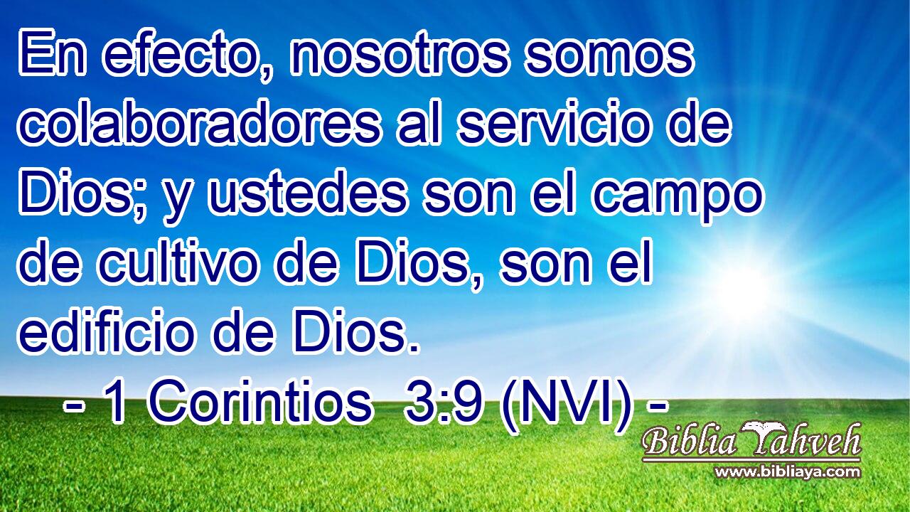  En efecto, nosotros somos colaboradores al servicio de Dios; y ustedes son el campo de cultivo de Dios, son el edificio de Dios. 