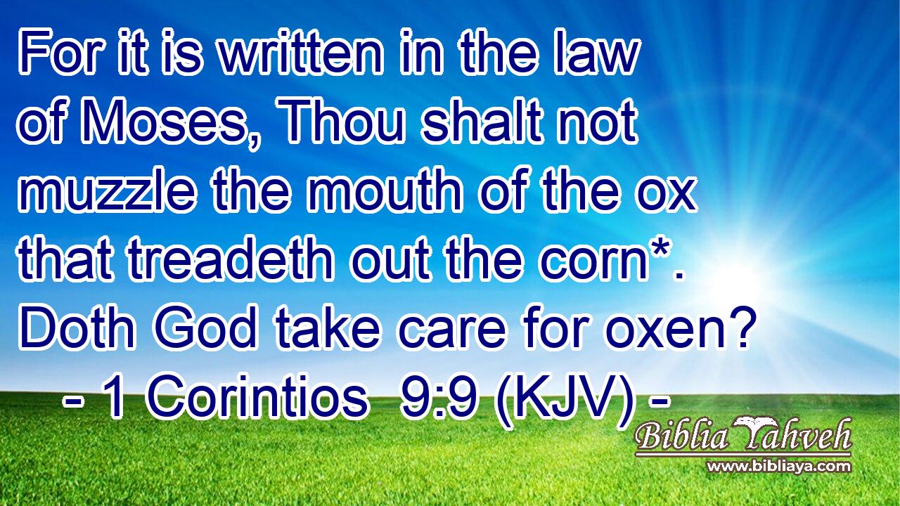 For it is written in the law of Moses, Thou shalt not muzzle the mouth of the ox that treadeth out the corn*. Doth God take care for oxen?