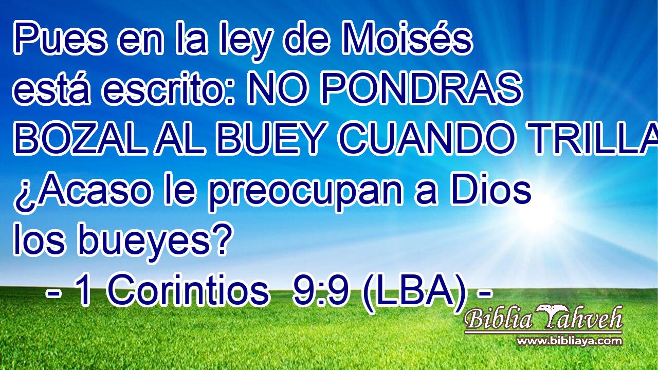 Pues en la ley de Moisés está escrito: NO PONDRAS BOZAL AL BUEY CUANDO TRILLA. ¿Acaso le preocupan a Dios los bueyes?