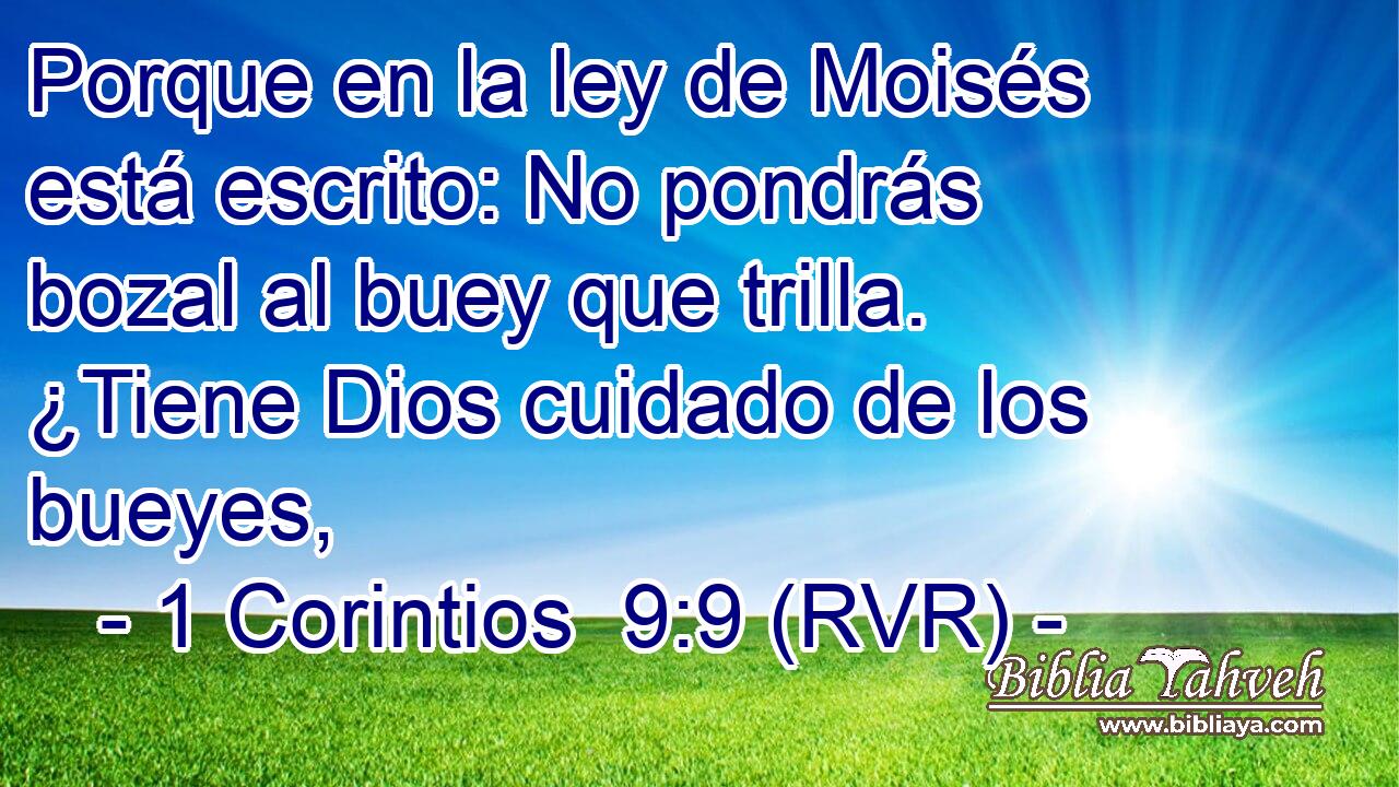 Porque en la ley de Moisés está escrito: No pondrás bozal al buey que trilla. ¿Tiene Dios cuidado de los bueyes,