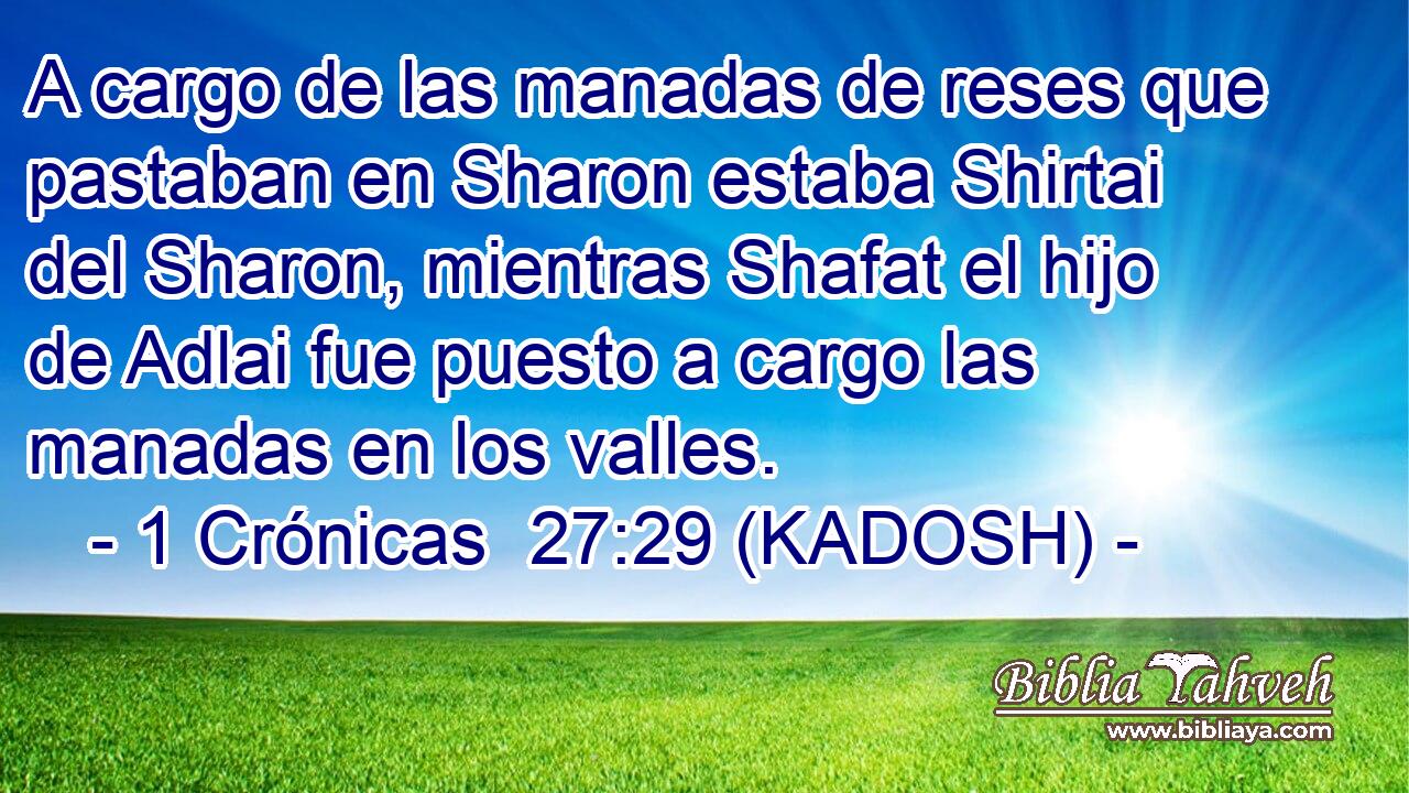  A cargo de las manadas de reses que pastaban en Sharon estaba Shirtai del Sharon, mientras Shafat el hijo de Adlai fue puesto a cargo las manadas en los valles. 