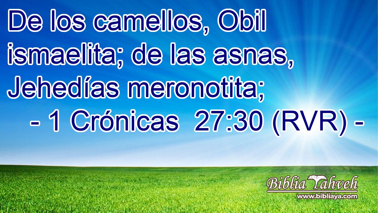 De los camellos, Obil ismaelita; de las asnas, Jehedías meronotita;