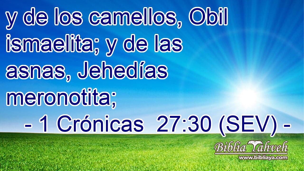 y de los camellos, Obil ismaelita; y de las asnas, Jehedías meronotita;