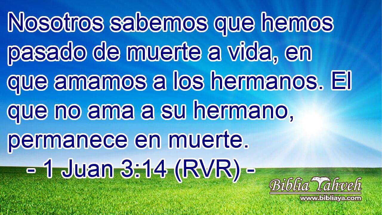 Nosotros sabemos que hemos pasado de muerte a vida, en que amamos a los hermanos. El que no ama a su hermano, permanece en muerte.