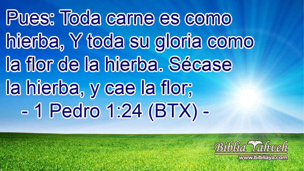 Pues: Toda carne es como hierba, Y toda su gloria como la flor de la hierba. Sécase la hierba, y cae la flor;