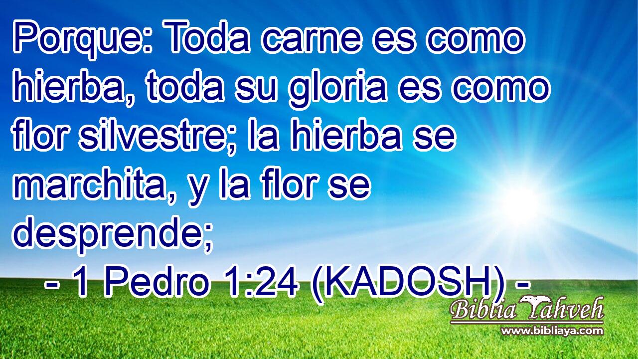  Porque: Toda carne es como hierba, toda su gloria es como flor silvestre; la hierba se marchita, y la flor se desprende; 