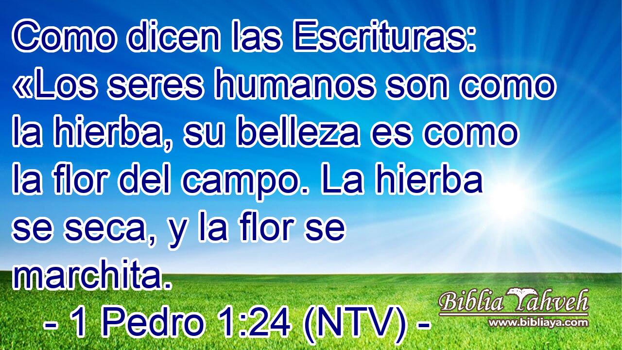 Como dicen las Escrituras: «Los seres humanos son como la hierba, su belleza es como la flor del campo. La hierba se seca, y la flor se marchita.