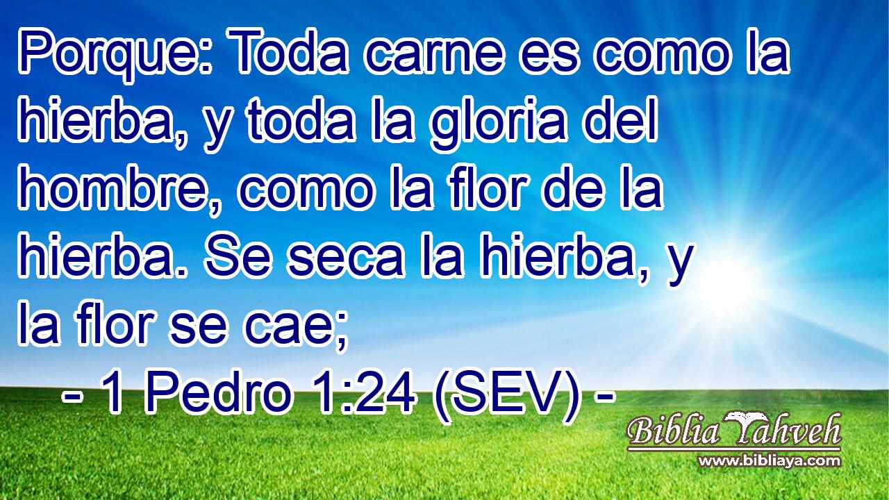 Porque: Toda carne es como la hierba, y toda la gloria del hombre, como la flor de la hierba. Se seca la hierba, y la flor se cae;
