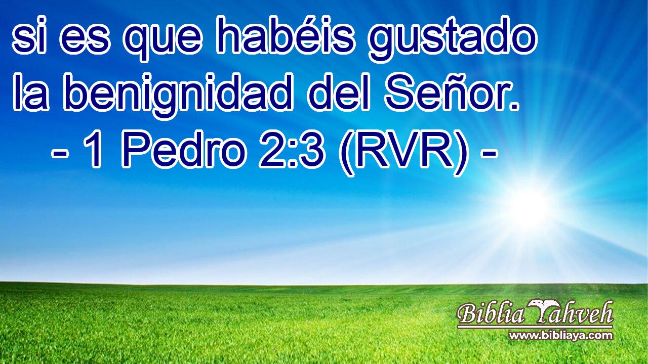si es que habéis gustado la benignidad del Señor.