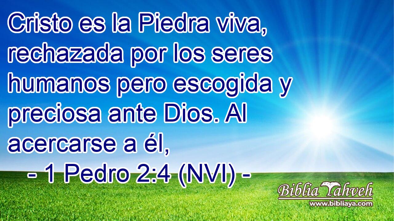  Cristo es la Piedra viva, rechazada por los seres humanos pero escogida y preciosa ante Dios. Al acercarse a él, 