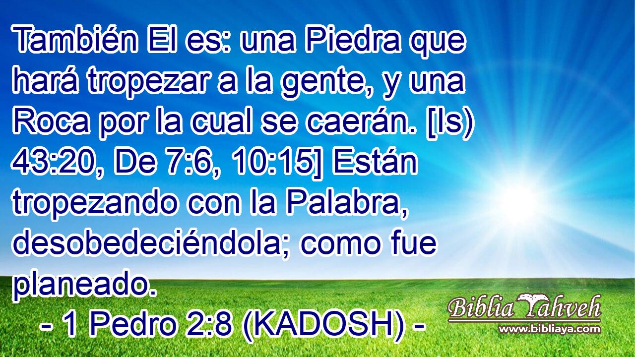  También El es: una Piedra que hará tropezar a la gente, y una Roca por la cual se caerán. [Is) 43:20, De 7:6, 10:15] Están tropezando con la Palabra, desobedeciéndola; como fue planeado. 