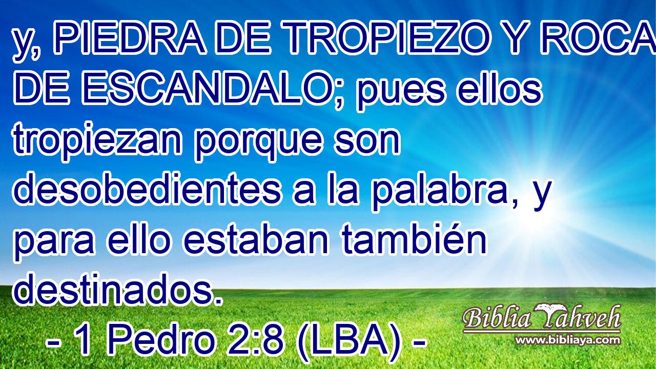 y, PIEDRA DE TROPIEZO Y ROCA DE ESCANDALO; pues ellos tropiezan porque son desobedientes a la palabra, y para ello estaban también destinados.