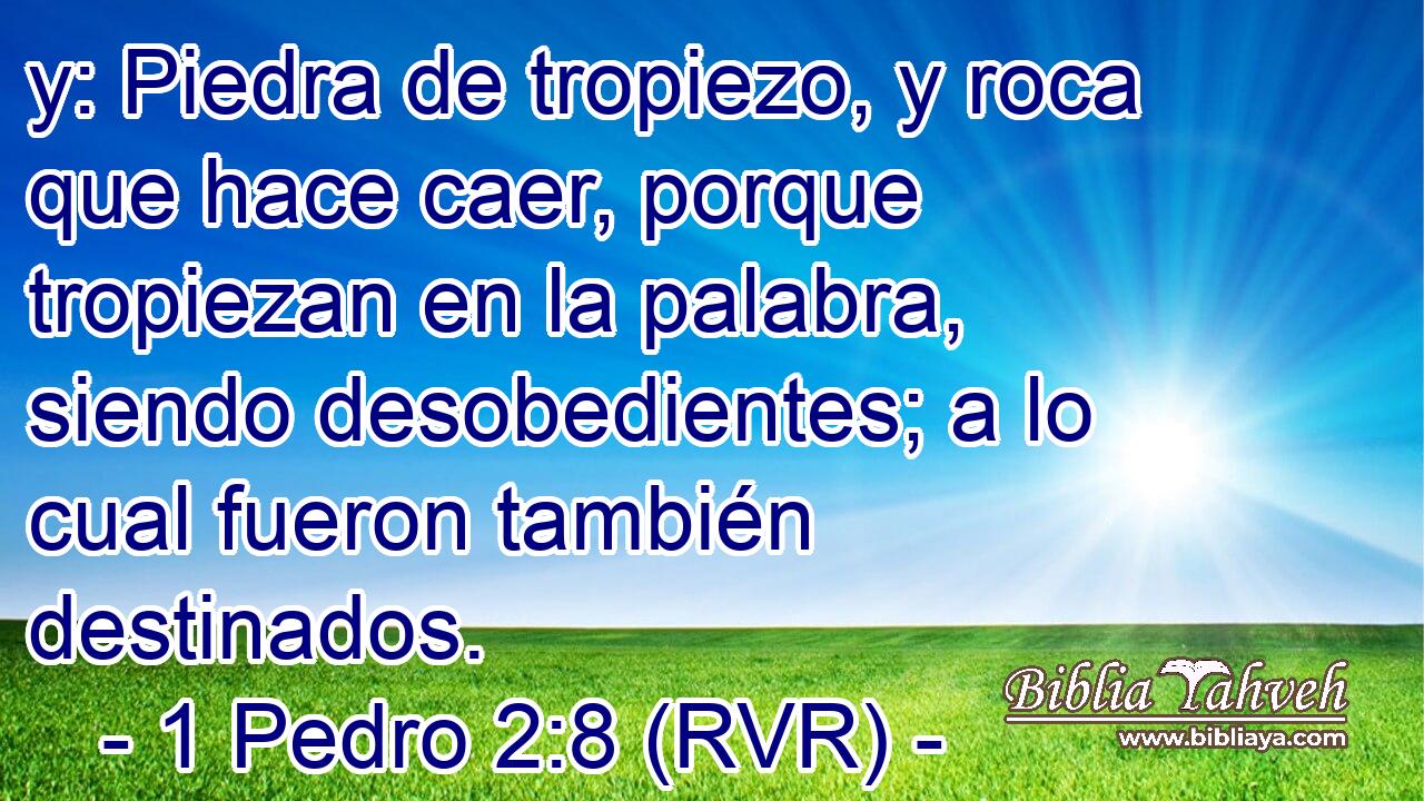 y: Piedra de tropiezo, y roca que hace caer, porque tropiezan en la palabra, siendo desobedientes; a lo cual fueron también destinados.
