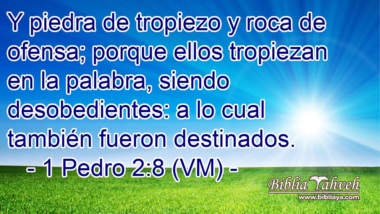  Y piedra de tropiezo y roca de ofensa; porque ellos tropiezan en la palabra, siendo desobedientes: a lo cual también fueron destinados. 