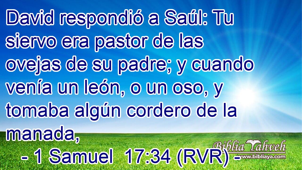 David respondió a Saúl: Tu siervo era pastor de las ovejas de su padre; y cuando venía un león, o un oso, y tomaba algún cordero de la manada,