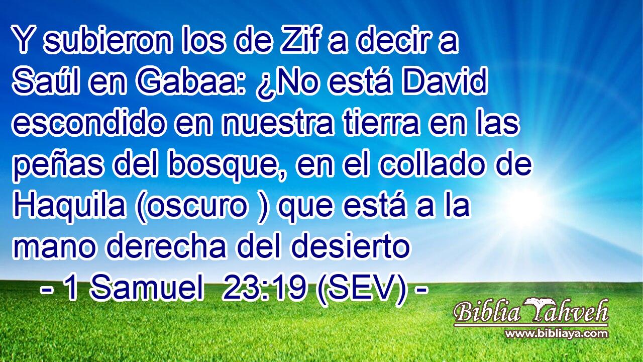 Y subieron los de Zif a decir a Saúl en Gabaa: ¿No está David escondido en nuestra tierra en las peñas del bosque, en el collado de Haquila (oscuro ) que está a la mano derecha del desierto