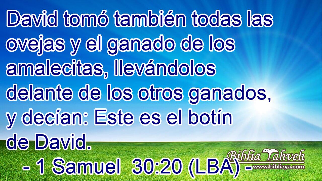 David tomó también todas las ovejas y el ganado de los amalecitas, llevándolos delante de los otros ganados, y decían: Este es el botín de David.