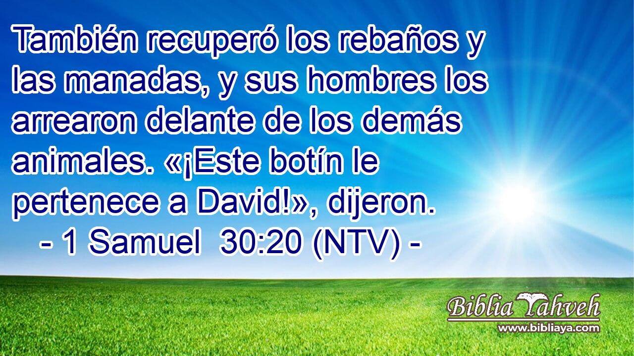 También recuperó los rebaños y las manadas, y sus hombres los arrearon delante de los demás animales. «¡Este botín le pertenece a David!», dijeron.