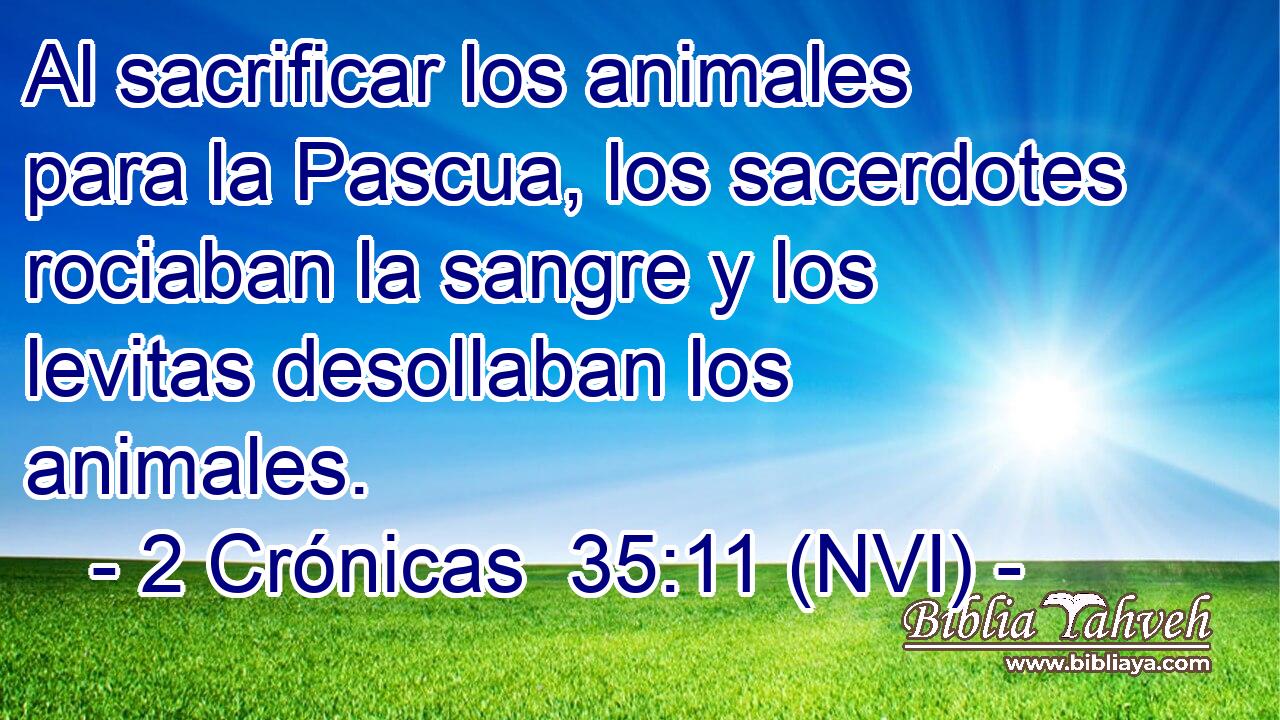  Al sacrificar los animales para la Pascua, los sacerdotes rociaban la sangre y los levitas desollaban los animales. 