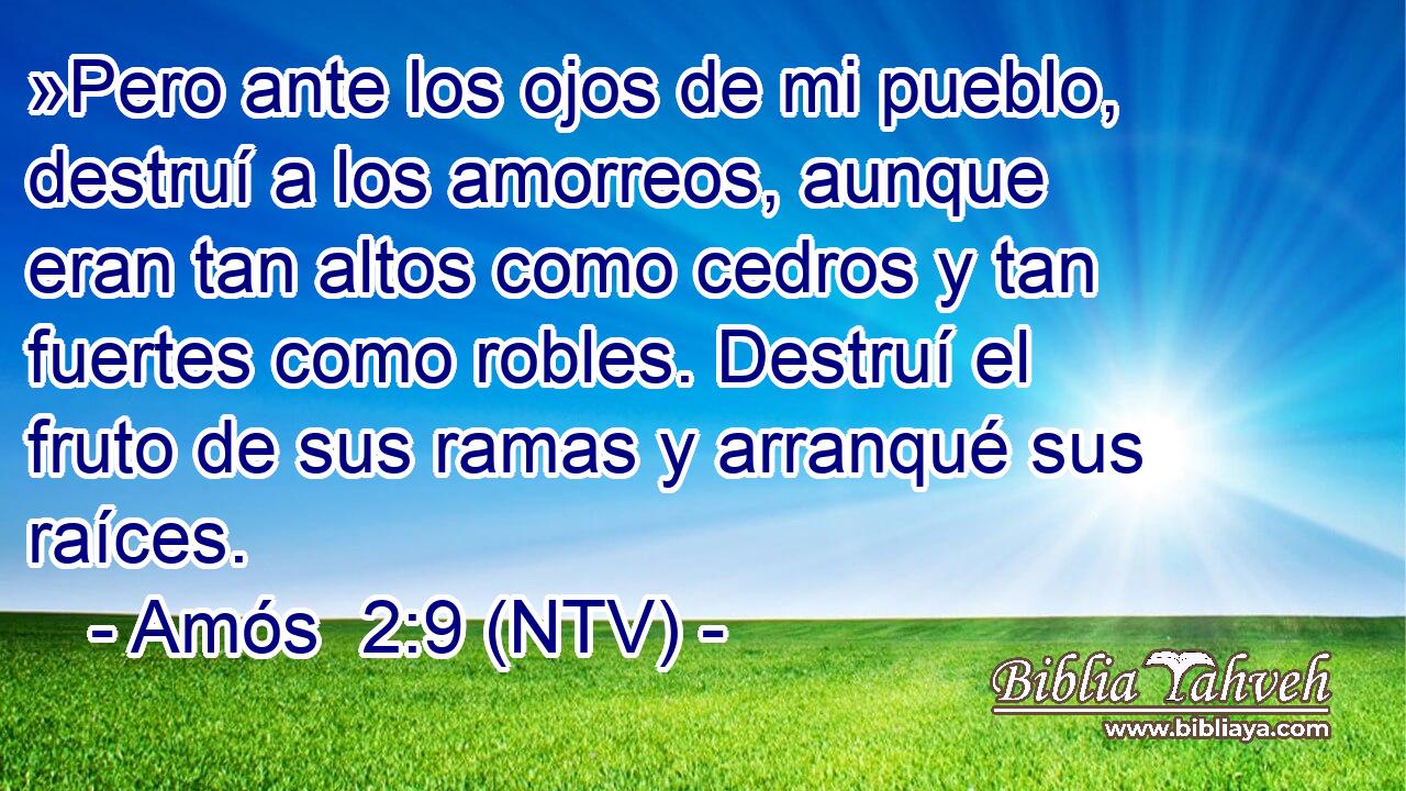 »Pero ante los ojos de mi pueblo, destruí a los amorreos, aunque eran tan altos como cedros y tan fuertes como robles. Destruí el fruto de sus ramas y arranqué sus raíces.