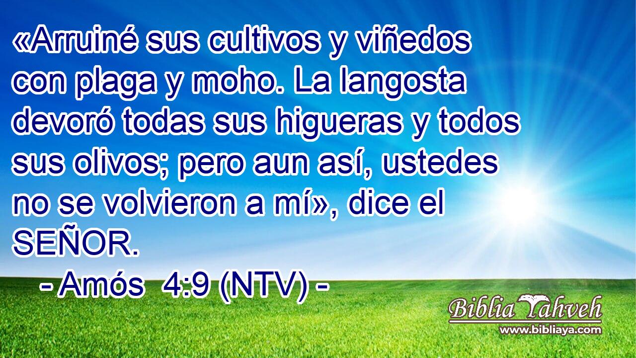 «Arruiné sus cultivos y viñedos con plaga y moho. La langosta devoró todas sus higueras y todos sus olivos; pero aun así, ustedes no se volvieron a mí», dice el SEÑOR.