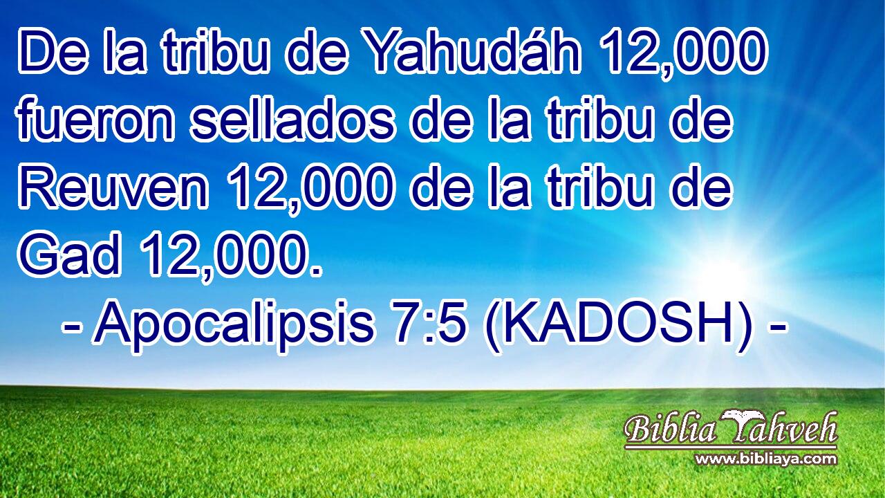  De la tribu de Yahudáh 12,000 fueron sellados de la tribu de Reuven 12,000 de la tribu de Gad 12,000. 
