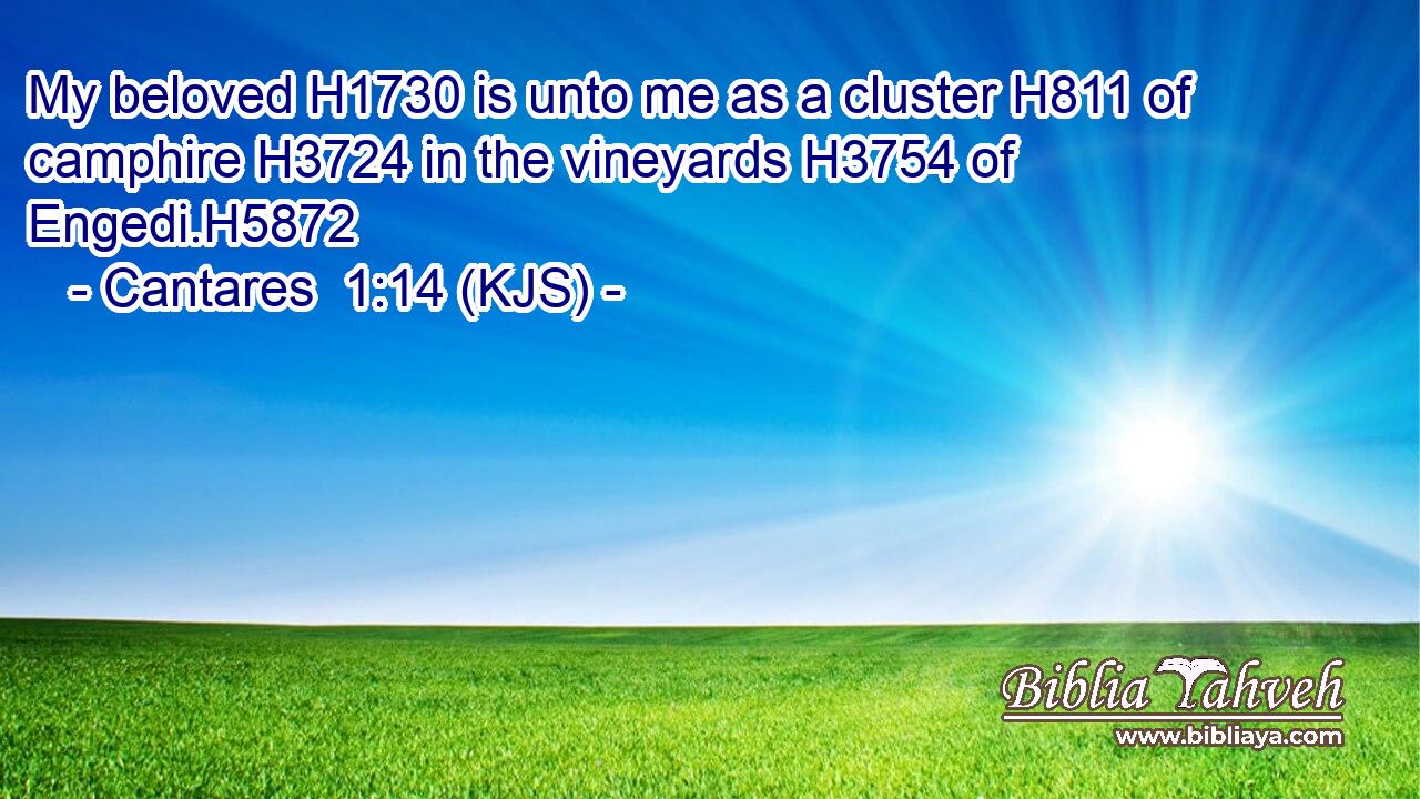 My beloved H1730 is unto me as a cluster H811 of camphire H3724 in the vineyards H3754 of Engedi.H5872