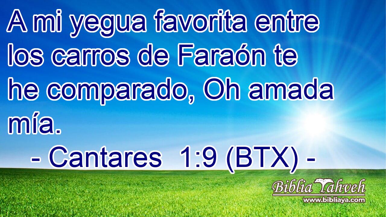 A mi yegua favorita entre los carros de Faraón te he comparado, Oh amada mía.