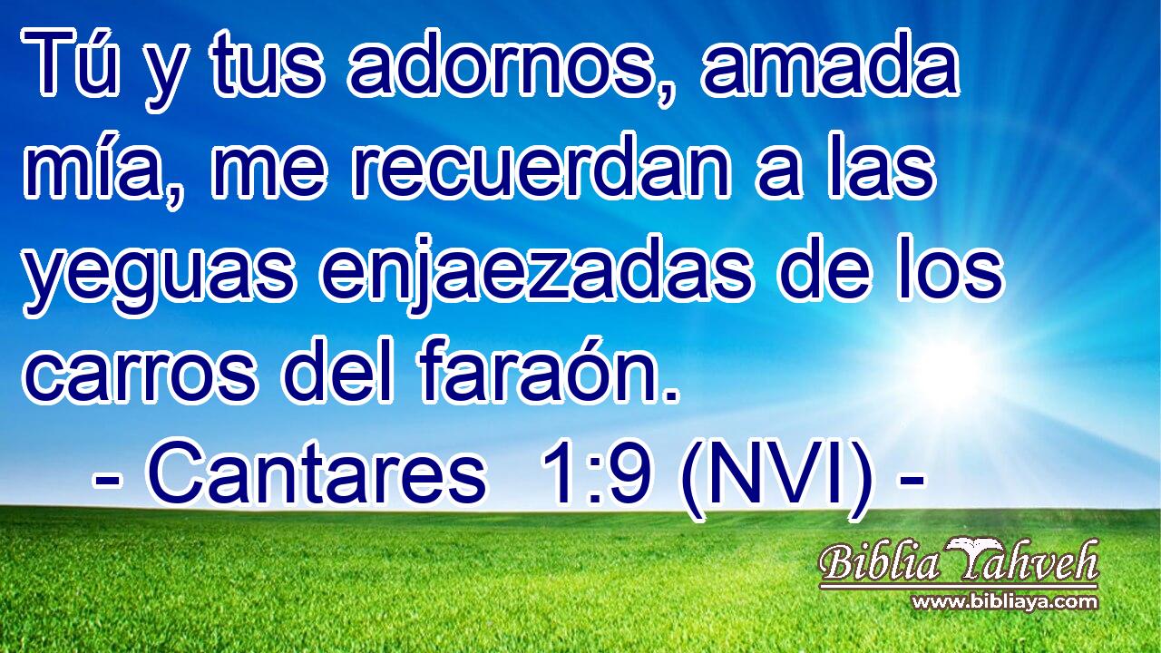  Tú y tus adornos, amada mía, me recuerdan a las yeguas enjaezadas de los carros del faraón. 