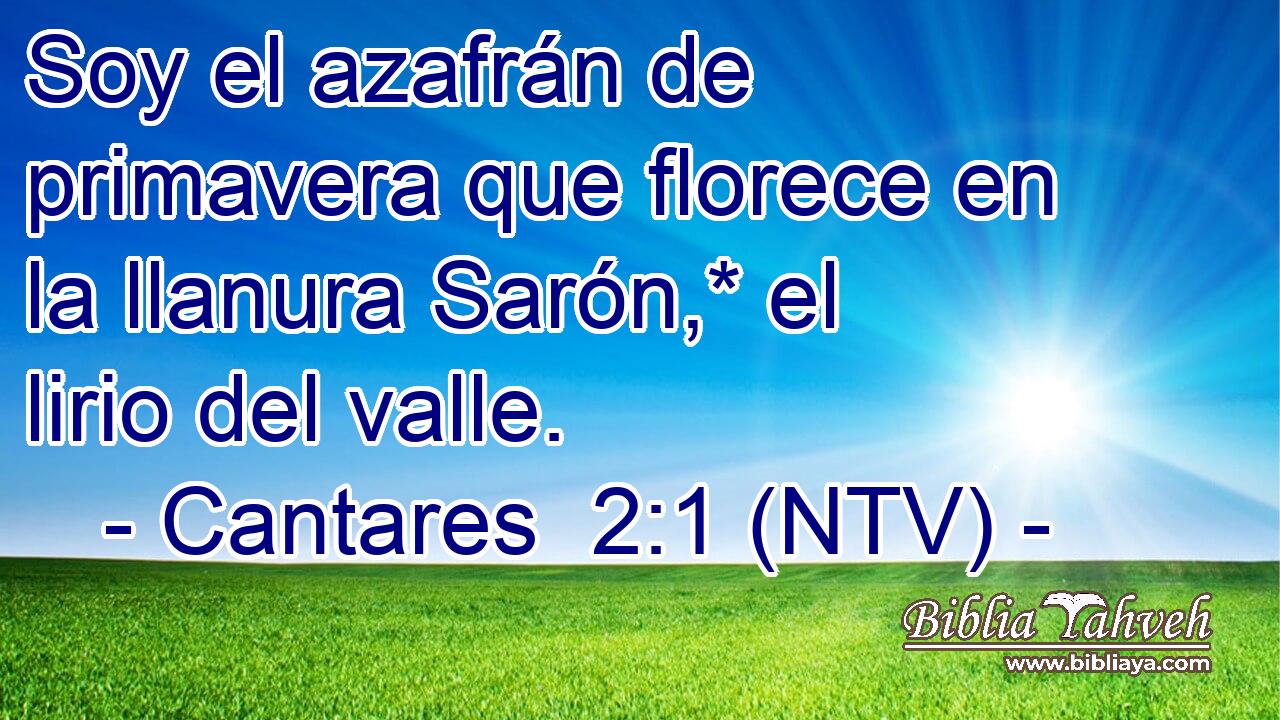 Soy el azafrán de primavera que florece en la llanura Sarón,* el lirio del valle.