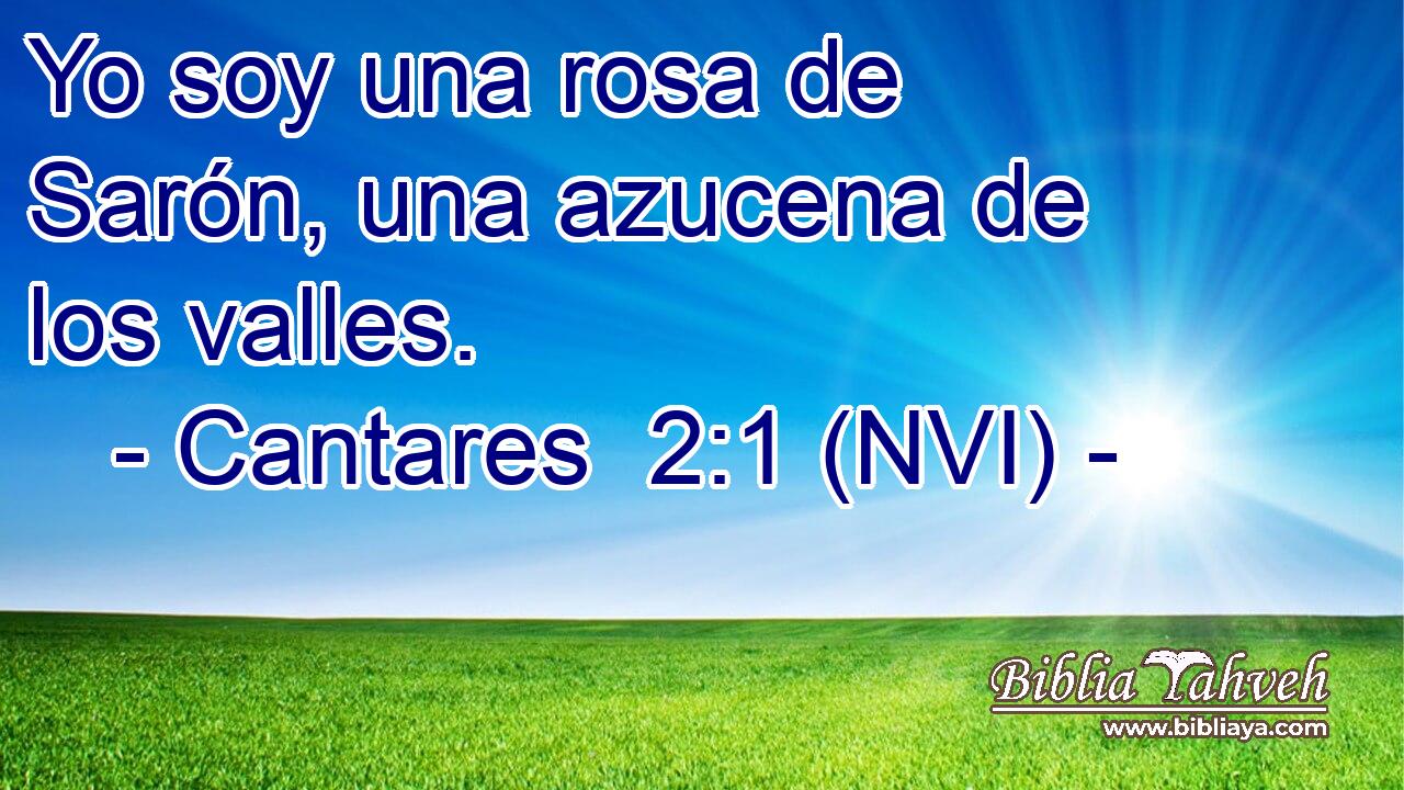  Yo soy una rosa de Sarón, una azucena de los valles. 