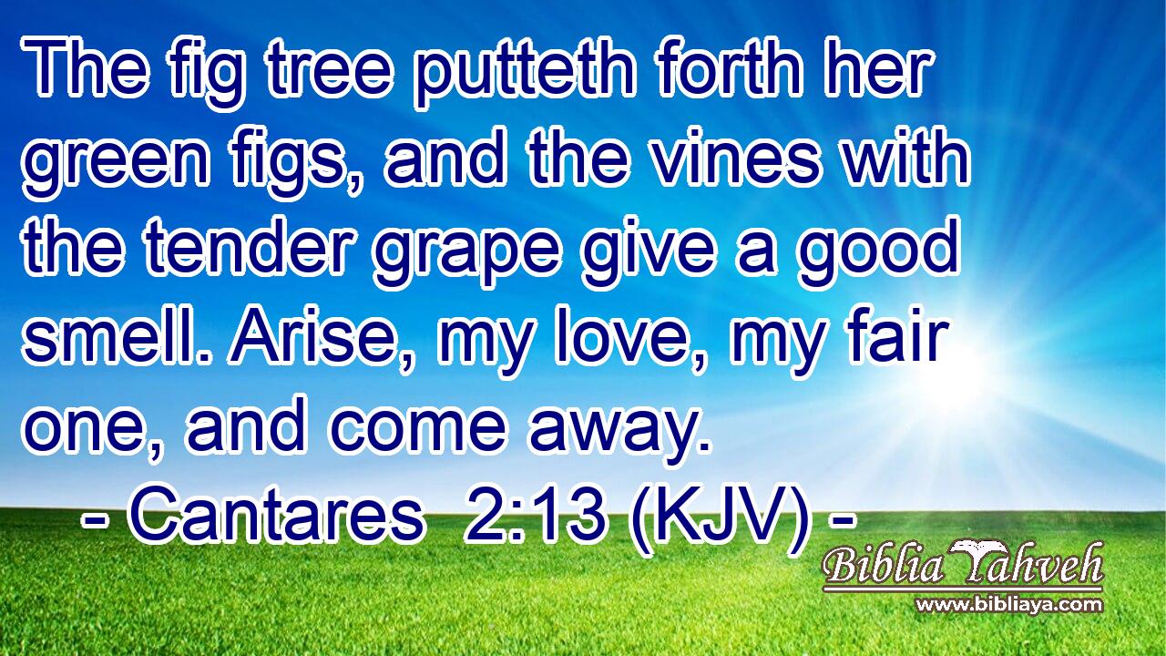 The fig tree putteth forth her green figs, and the vines with the tender grape give a good smell. Arise, my love, my fair one, and come away.