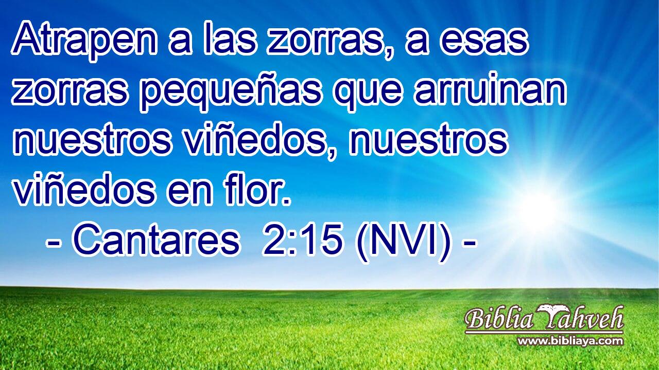  Atrapen a las zorras, a esas zorras pequeñas que arruinan nuestros viñedos, nuestros viñedos en flor. 