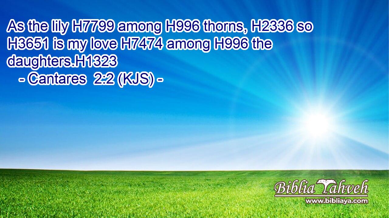 As the lily H7799 among H996 thorns, H2336 so H3651 is my love H7474 among H996 the daughters.H1323