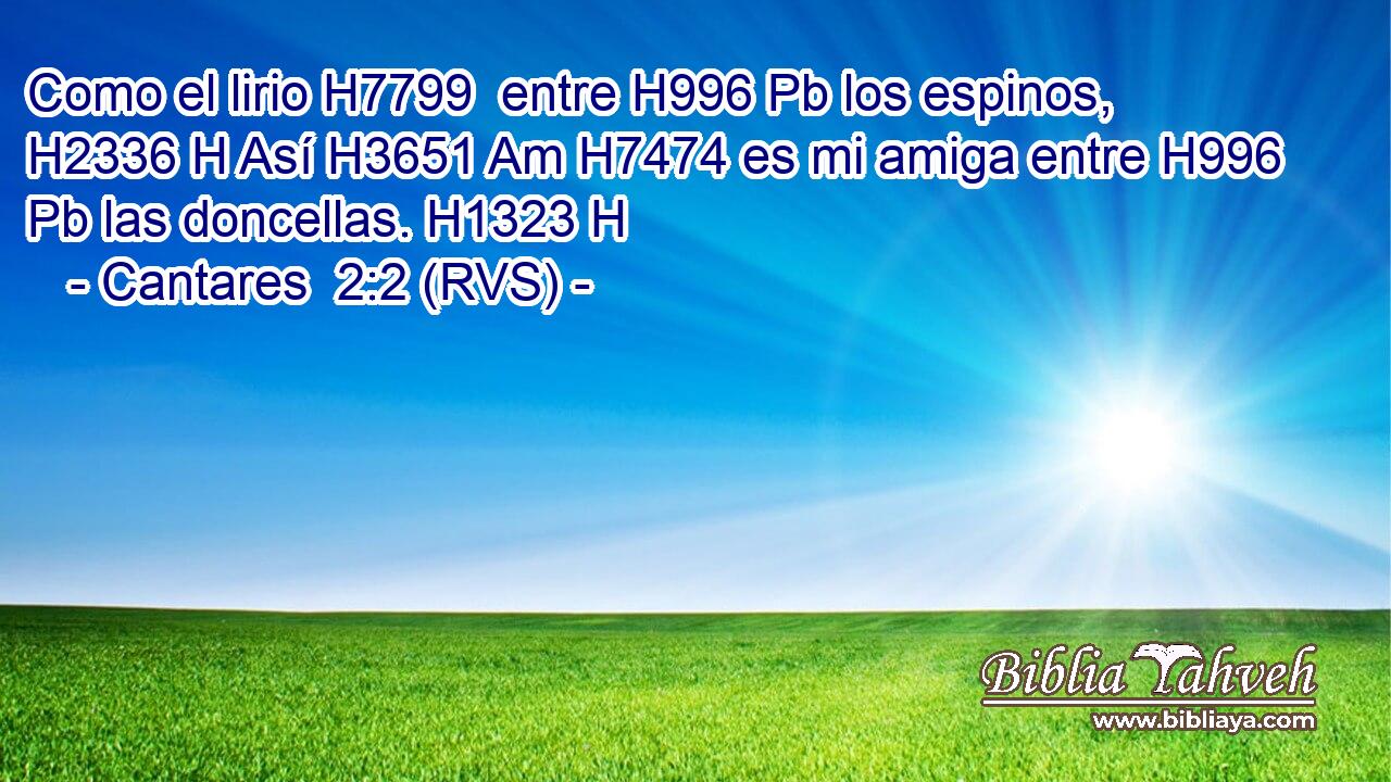 Como el lirio H7799  entre H996 Pb los espinos, H2336 H Así H3651 Am H7474 es mi amiga entre H996 Pb las doncellas. H1323 H 