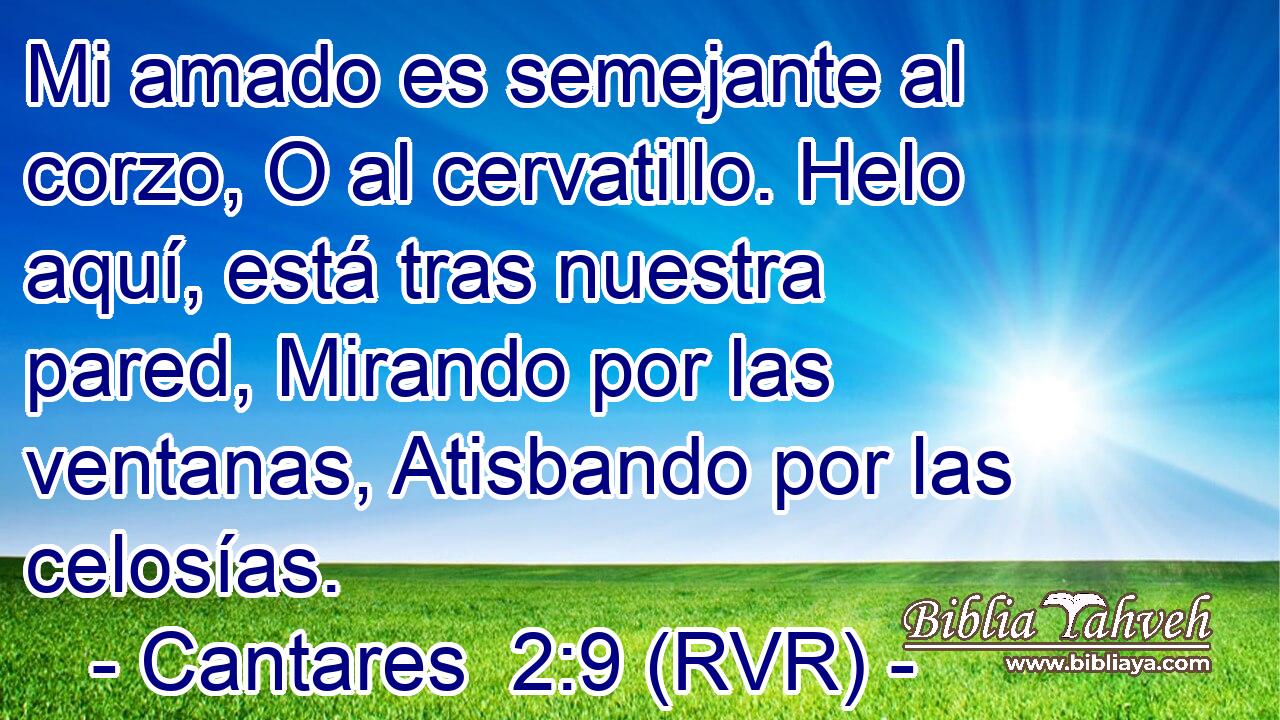 Mi amado es semejante al corzo, O al cervatillo. Helo aquí, está tras nuestra pared, Mirando por las ventanas, Atisbando por las celosías.