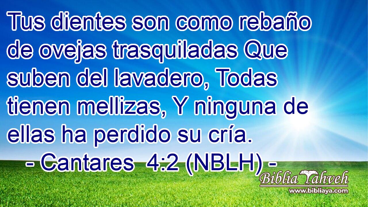  Tus dientes son como rebaño de ovejas trasquiladas Que suben del lavadero, Todas tienen mellizas, Y ninguna de ellas ha perdido su cría. 